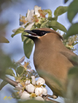 Cedar Waxwing 5629
